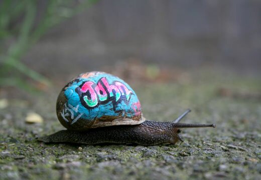 Inner City Snail